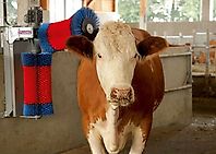 Kerbl Kuhputzmaschine HAPPYCOW Duo-NEU Kerbl Kuhputzmaschine HAPPYCOW Duo-NEU
