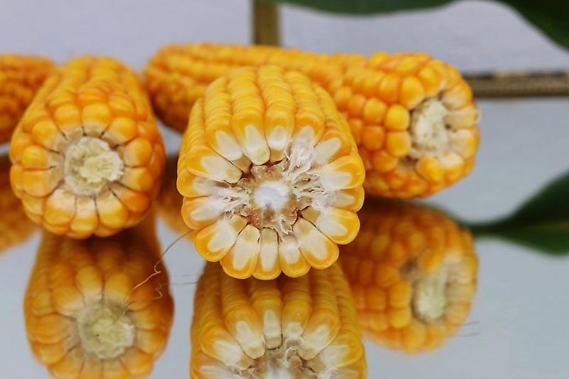 Köckerling Grünlandstriegel Köckerling Grasmaster 600 cm Arbeitsbreite Grünlandnachsaatgerät mit Pneumatikstreuer Crossbord zur Maulwurfhaufeneinebnung Kein Güttler Einböck Hatzenbichler Carree Grünlandstriegel Grünlanschlitzgerät mit Belüftungseinrichtung Nachsaatg