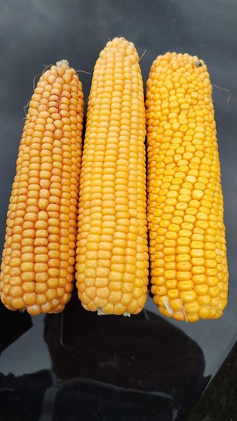 Köckerling Grünlandstriegel Köckerling Grasmaster 600 cm Arbeitsbreite Grünlandnachsaatgerät mit Pneumatikstreuer Crossbord zur Maulwurfhaufeneinebnung Kein Güttler Einböck Hatzenbichler Carree Grünlandstriegel Grünlanschlitzgerät mit Belüftungseinrichtung Nachsaatg