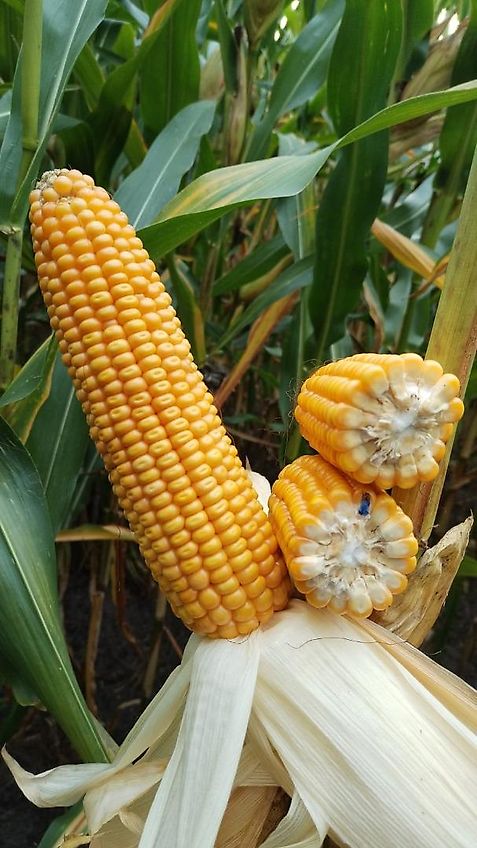 Köckerling Grünlandstriegel Köckerling Grasmaster 600 cm Arbeitsbreite Grünlandnachsaatgerät mit Pneumatikstreuer Crossbord zur Maulwurfhaufeneinebnung Kein Güttler Einböck Hatzenbichler Carree Grünlandstriegel Grünlanschlitzgerät mit Belüftungseinrichtung Nachsaatg