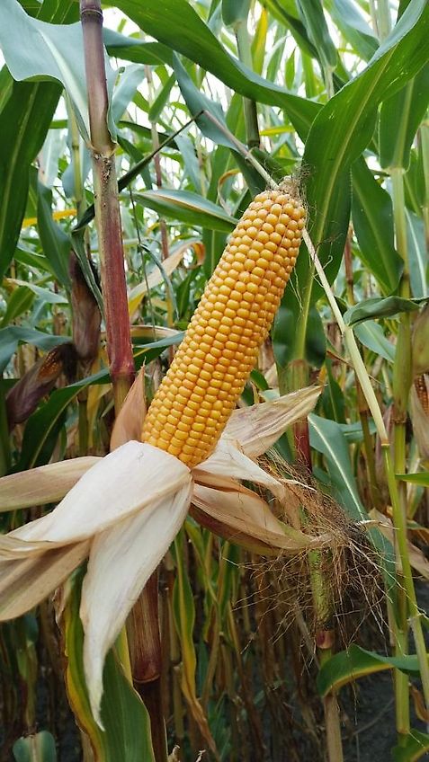 Köckerling Grünlandstriegel Köckerling Grasmaster 600 cm Arbeitsbreite Grünlandnachsaatgerät mit Pneumatikstreuer Crossbord zur Maulwurfhaufeneinebnung Kein Güttler Einböck Hatzenbichler Carree Grünlandstriegel Grünlanschlitzgerät mit Belüftungseinrichtung Nachsaatg