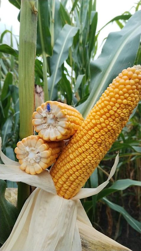 Köckerling Köckerling Herbamat 250-83mm Reihenabstand 30 Reihen