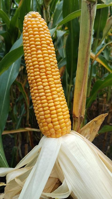 Köckerling Köckerling Herbamat 250-83mm Reihenabstand 30 Reihen