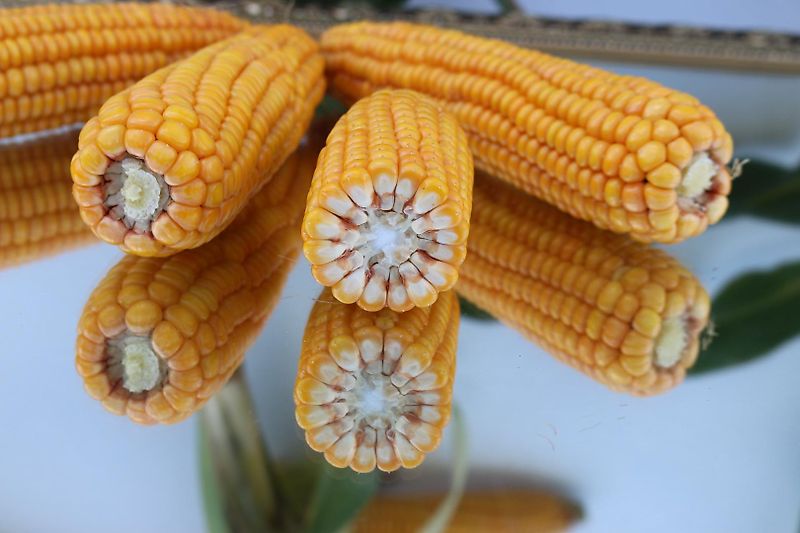 Köckerling Köckerling Herbamat 250-83mm Reihenabstand 30 Reihen